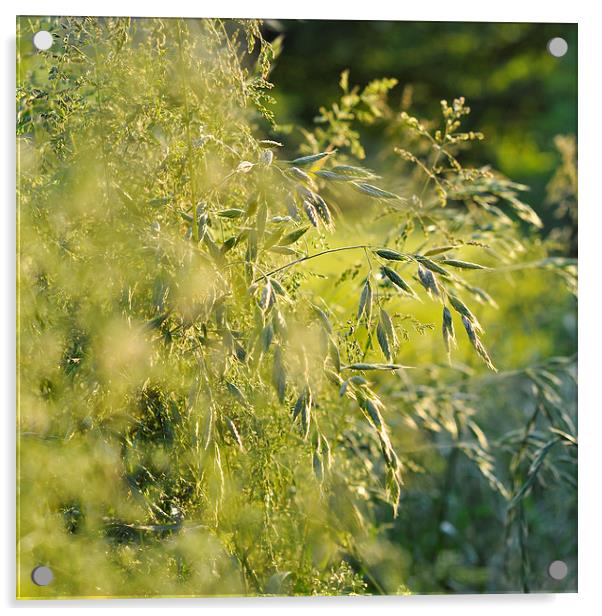  Green summer grasses Acrylic by Andrew Kearton