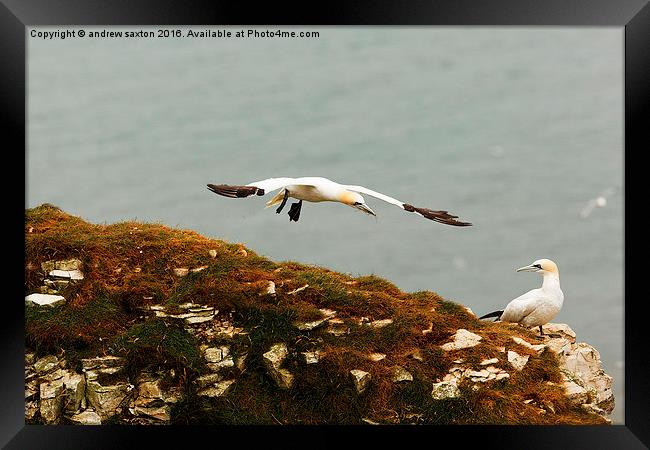  FLYING IN Framed Print by andrew saxton