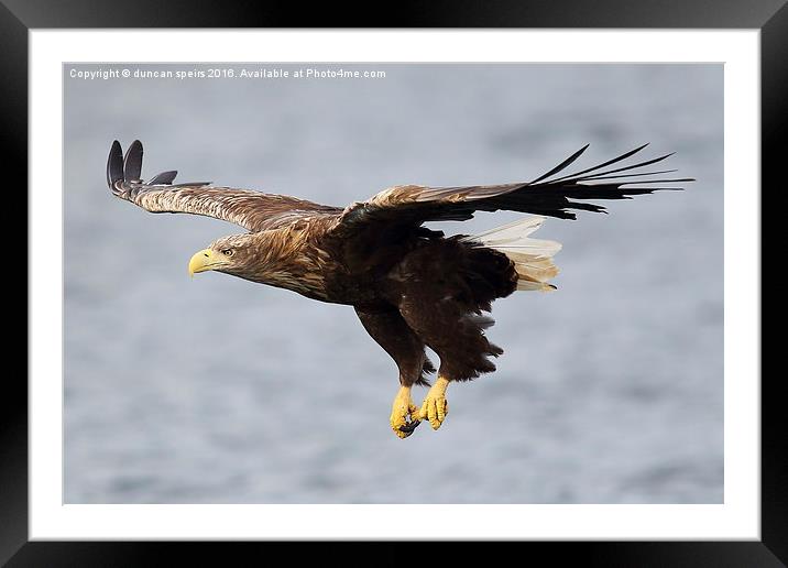  White tailed sea eagle Framed Mounted Print by duncan speirs