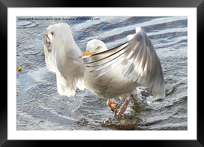  Seagull landing Framed Mounted Print by duncan speirs