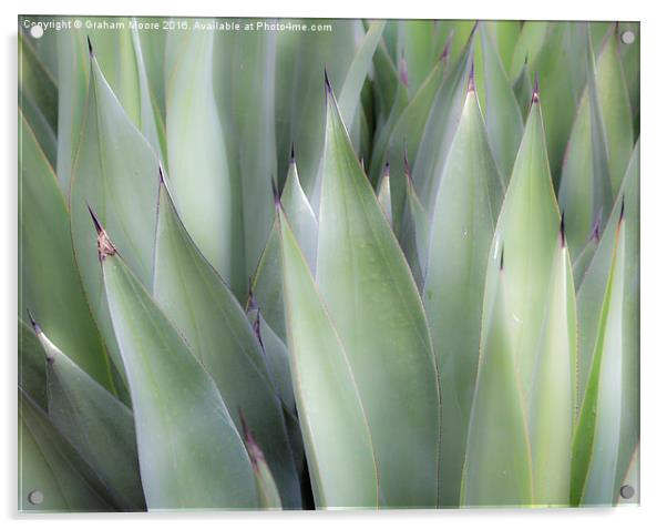 Agave Acrylic by Graham Moore