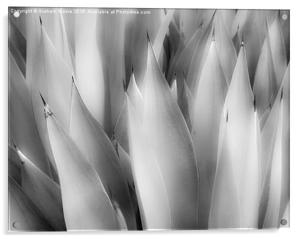 Agave Acrylic by Graham Moore