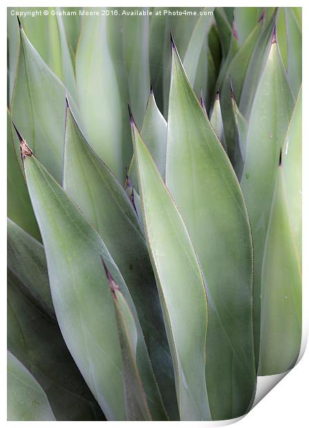 Agave Print by Graham Moore