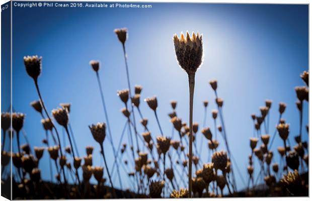 Invasion of the seed pods!  Canvas Print by Phil Crean