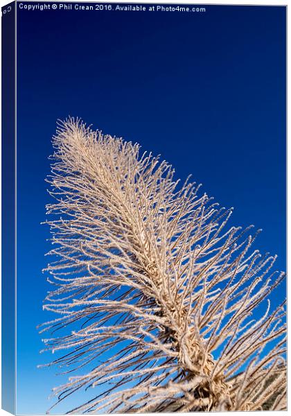  Reaching for the sky I Canvas Print by Phil Crean