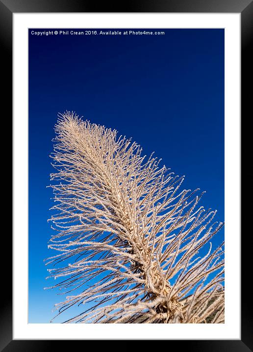  Reaching for the sky I Framed Mounted Print by Phil Crean
