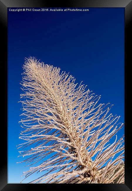  Reaching for the sky I Framed Print by Phil Crean