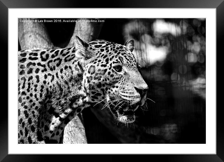  Jaguar  Framed Mounted Print by Les Brown
