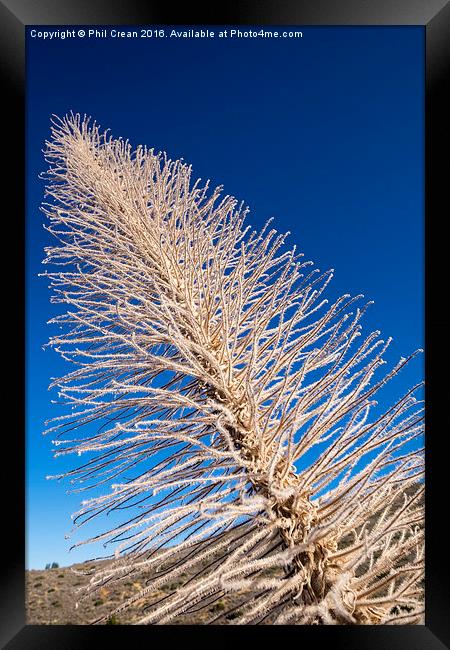  Reaching for the sky II Framed Print by Phil Crean