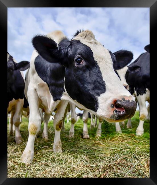  Curious cow  Framed Print by Shaun Jacobs