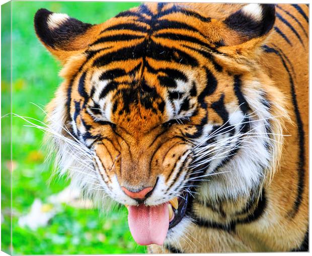 Disgusted Tiger Canvas Print by Ray Shiu