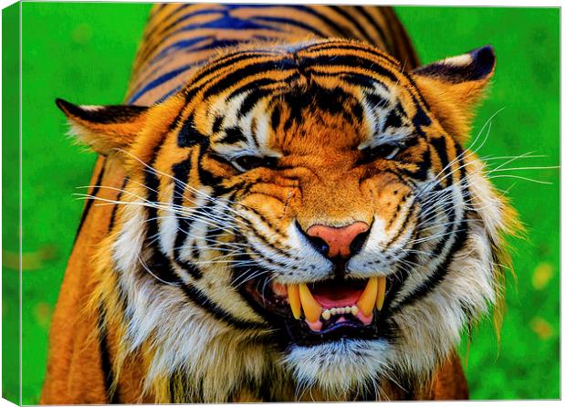 Growling Tiger Canvas Print by Ray Shiu