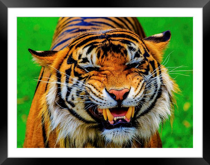 Growling Tiger Framed Mounted Print by Ray Shiu