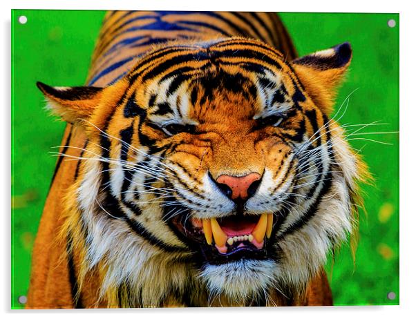 Growling Tiger Acrylic by Ray Shiu