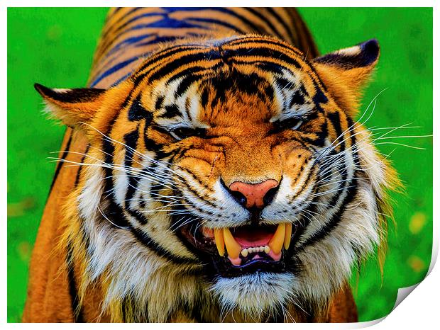 Growling Tiger Print by Ray Shiu