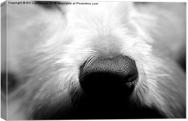  The Dogs Nose Canvas Print by Bill Lighterness