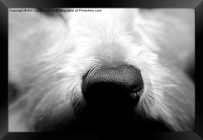  The Dogs Nose Framed Print by Bill Lighterness