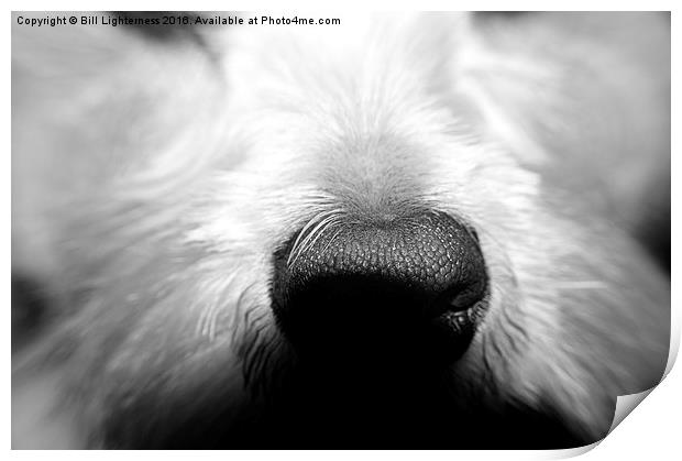  The Dogs Nose Print by Bill Lighterness