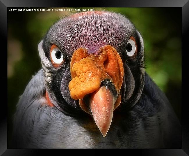  King Vulture Framed Print by William Moore