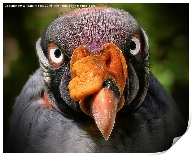  King Vulture Print by William Moore
