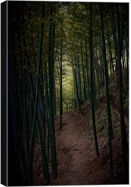 Darkness of the Bamboo Forest Canvas Print by Jim Leach