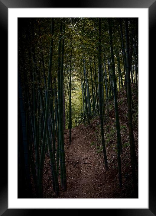 Darkness of the Bamboo Forest Framed Mounted Print by Jim Leach