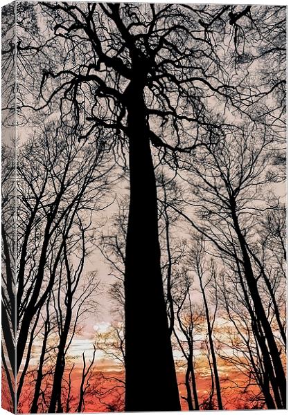  Silhouetted trees at sunset  Canvas Print by Shaun Jacobs
