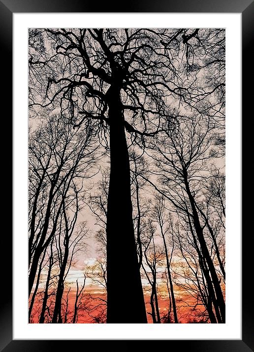  Silhouetted trees at sunset  Framed Mounted Print by Shaun Jacobs