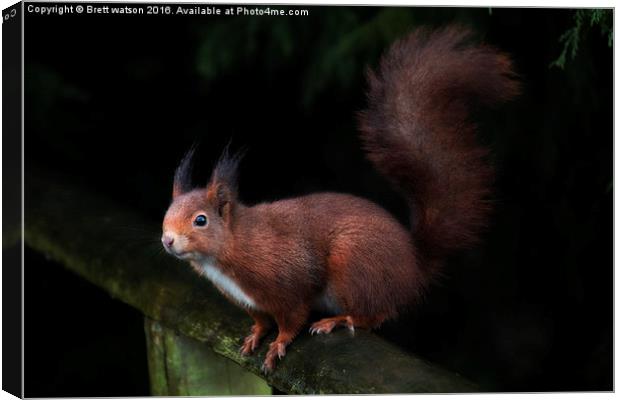  red squirrel Canvas Print by Brett watson