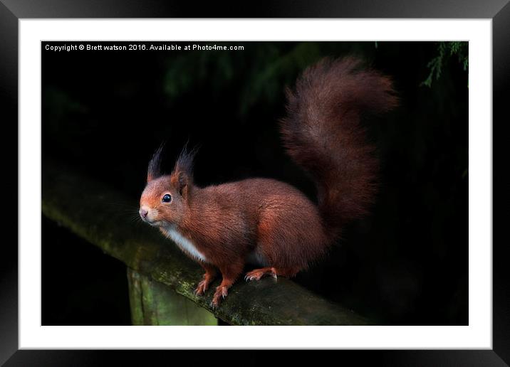  red squirrel Framed Mounted Print by Brett watson