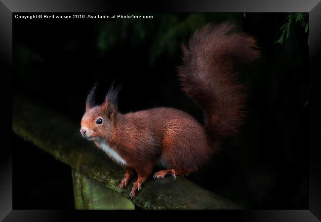  red squirrel Framed Print by Brett watson