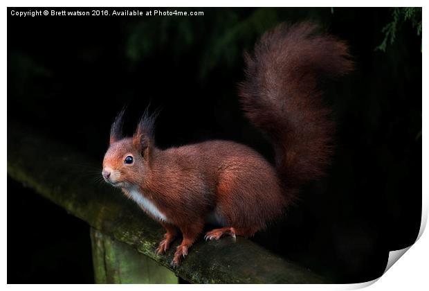  red squirrel Print by Brett watson