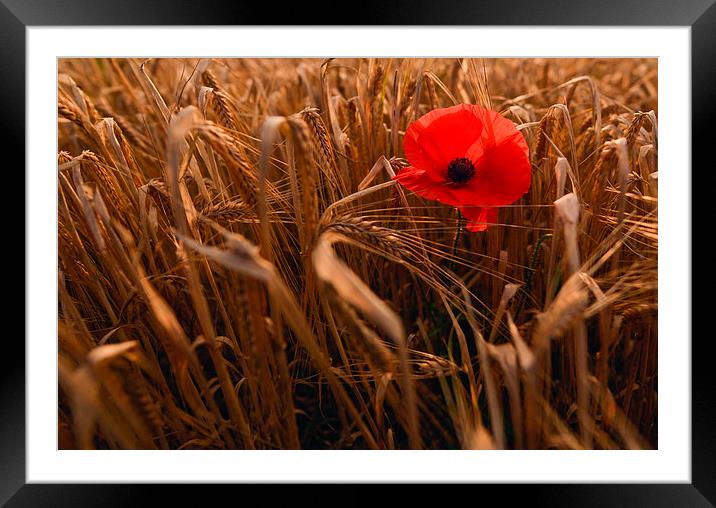  Lone red poppy  Framed Mounted Print by Shaun Jacobs