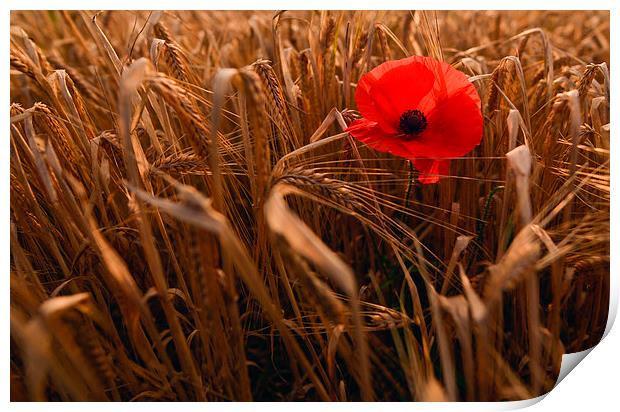  Lone red poppy  Print by Shaun Jacobs