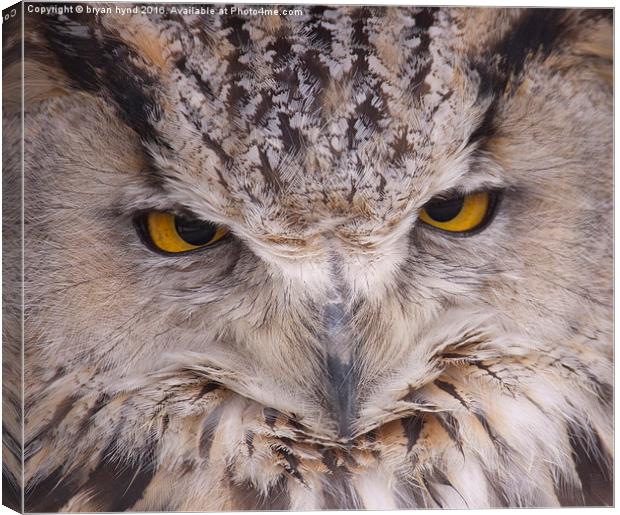  Owl Eyes Canvas Print by bryan hynd