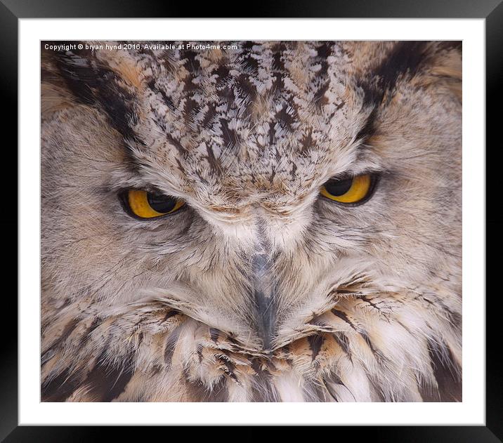  Owl Eyes Framed Mounted Print by bryan hynd