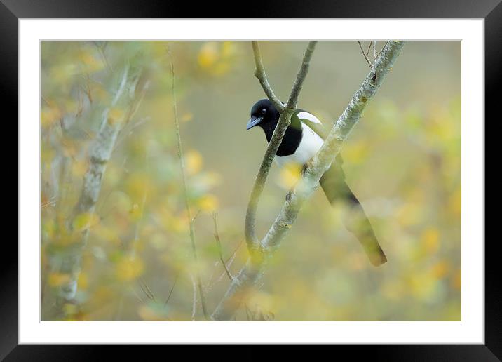  One for sorrow  Framed Mounted Print by Philip Male