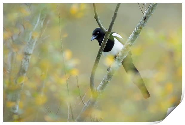  One for sorrow  Print by Philip Male