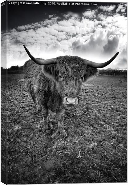 Rugged Highland Cattle Canvas Print by rawshutterbug 