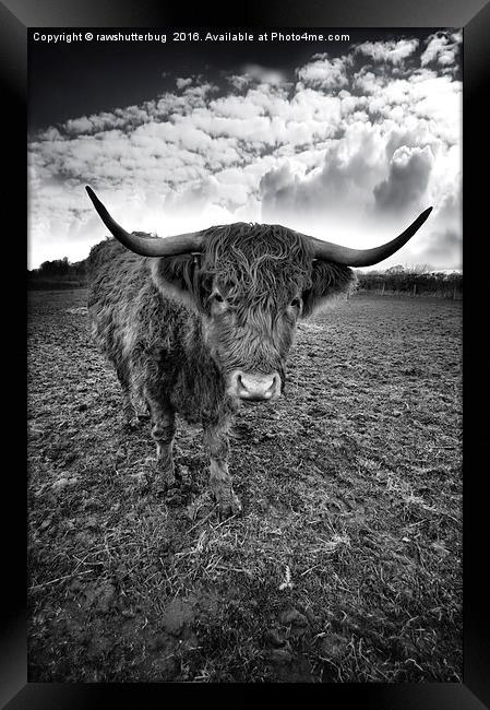 Rugged Highland Cattle Framed Print by rawshutterbug 