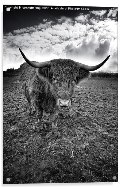 Rugged Highland Cattle Acrylic by rawshutterbug 