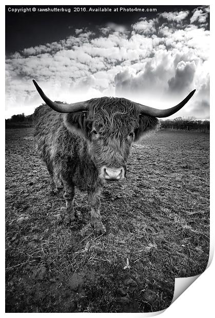 Rugged Highland Cattle Print by rawshutterbug 