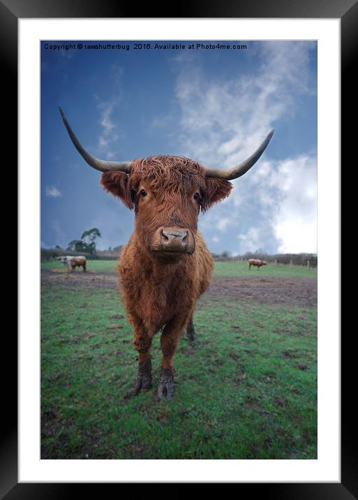 Highland Cattle Framed Mounted Print by rawshutterbug 