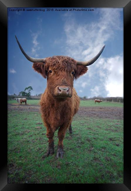 Highland Cattle Framed Print by rawshutterbug 