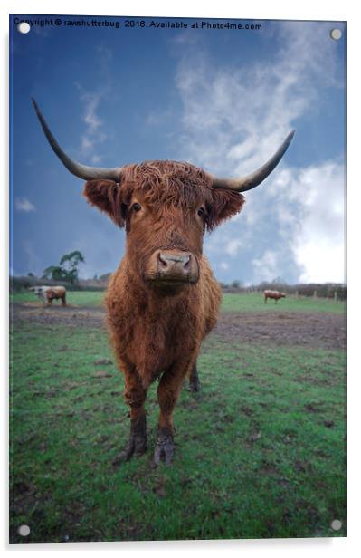 Highland Cattle Acrylic by rawshutterbug 