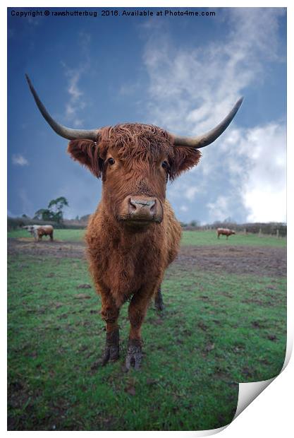 Highland Cattle Print by rawshutterbug 