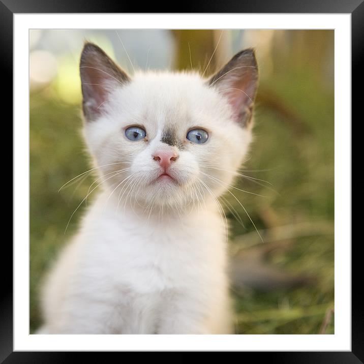 Cute white kitten with black mark on nose Framed Mounted Print by Ian Middleton