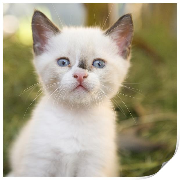 Cute white kitten with black mark on nose Print by Ian Middleton