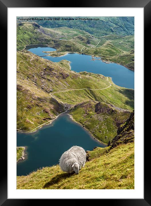 Sheep of Snowdonia Framed Mounted Print by Adrian Evans