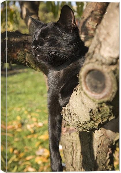 Black cat lazing in tree Canvas Print by Ian Middleton
